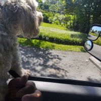 Pilot Mountain Animal Hospital ico