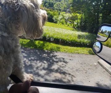 Pilot Mountain Animal Hospital