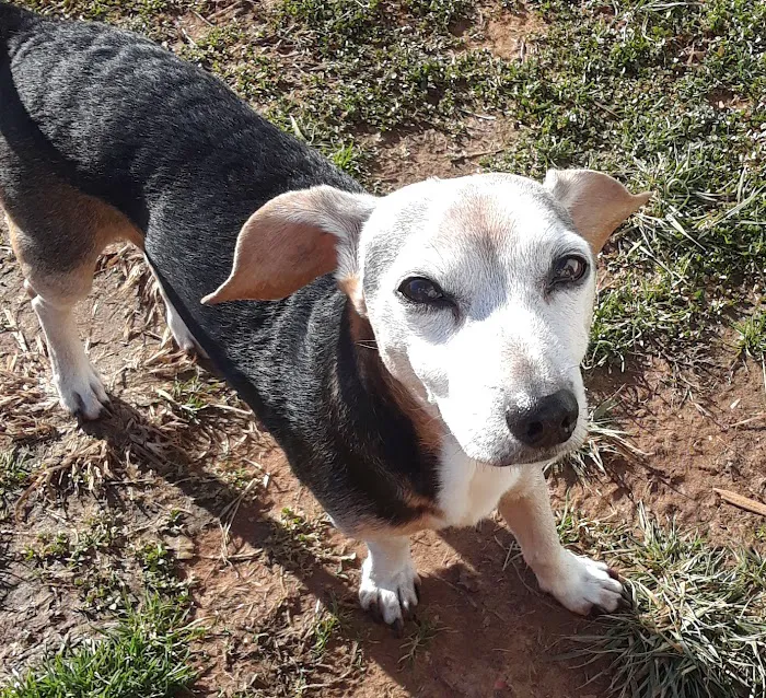 Pilot Mountain Animal Hospital 6