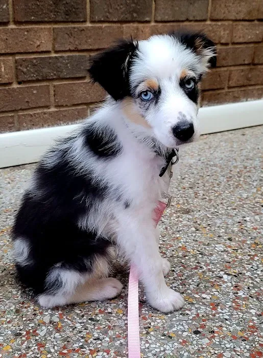 Surry Animal Hospital: Hauser Mark G DVM 1