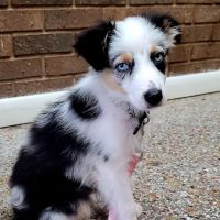 Surry Animal Hospital: Hauser Mark G DVM ico