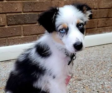 Surry Animal Hospital: Hauser Mark G DVM