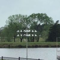 Purple Martin Propagators ico
