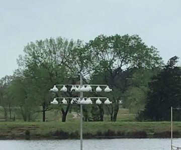 Purple Martin Propagators