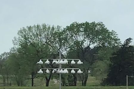 Purple Martin Propagators