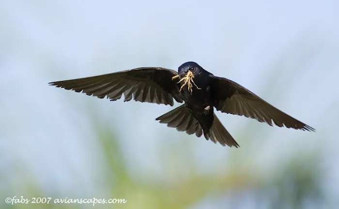 Purple Martin Propagators 7