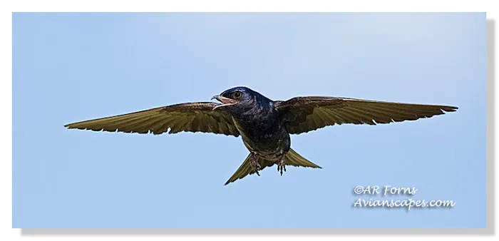 Purple Martin Propagators 9