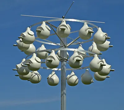 Purple Martin Propagators 2