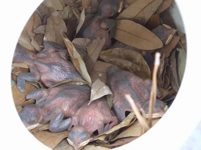 Purple Martin Propagators 3