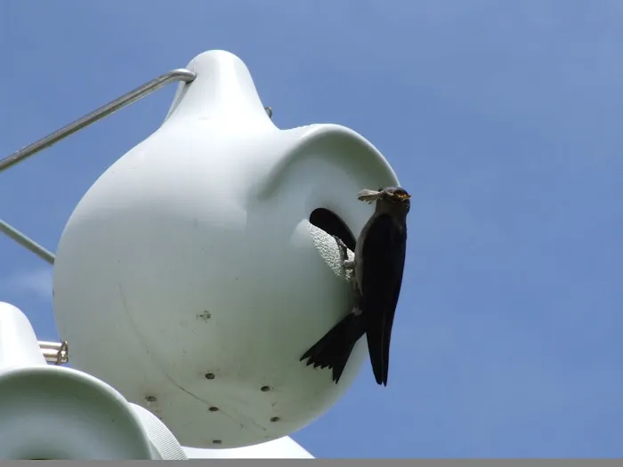 Purple Martin Propagators 4