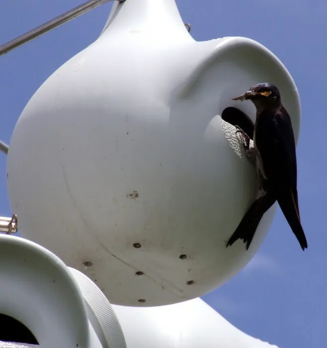 Purple Martin Propagators 10