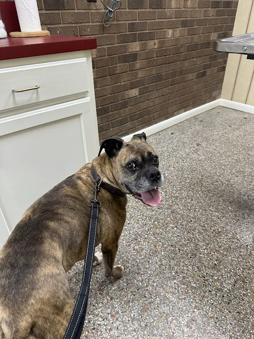 Surry Animal Hospital 1