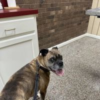 Surry Animal Hospital ico