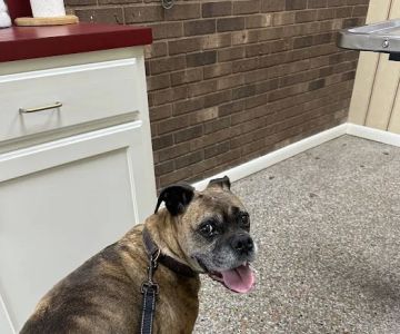 Surry Animal Hospital