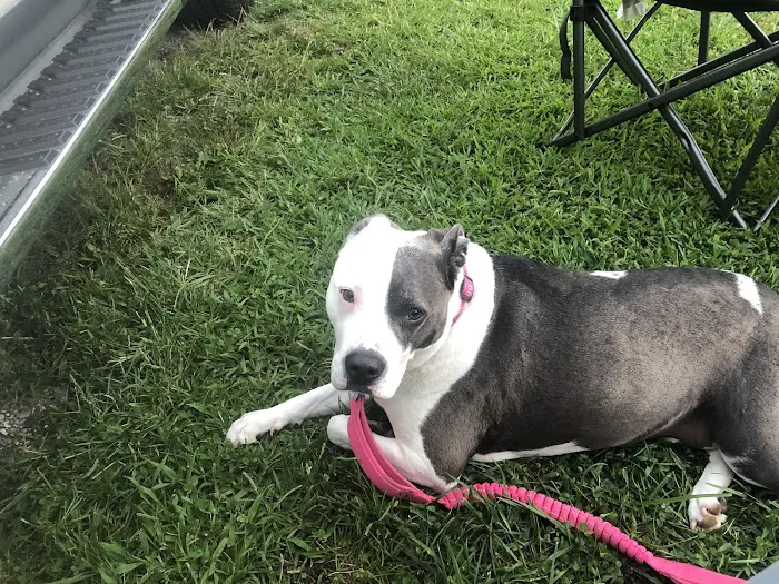 Surry Animal Hospital 8