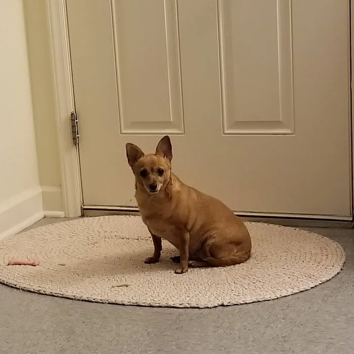 Surry Animal Hospital 5