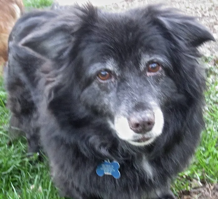 Mt Airy Veterinary Hospital 7