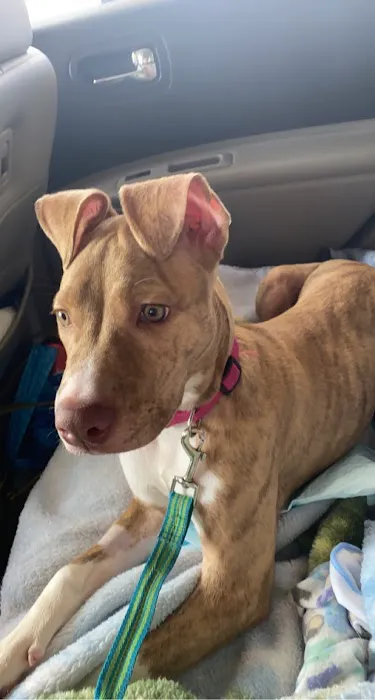 Mt Airy Veterinary Hospital 4