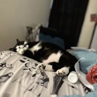 Mt Airy Veterinary Hospital ico