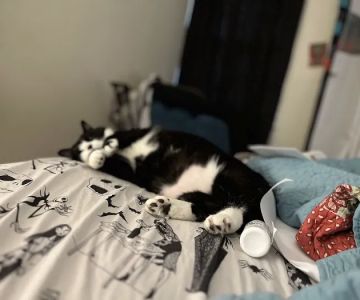 Mt Airy Veterinary Hospital