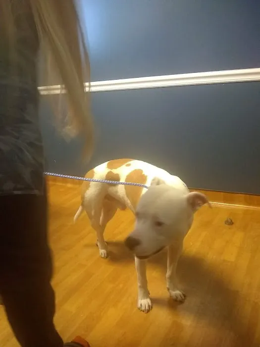 Mt Airy Veterinary Hospital 3