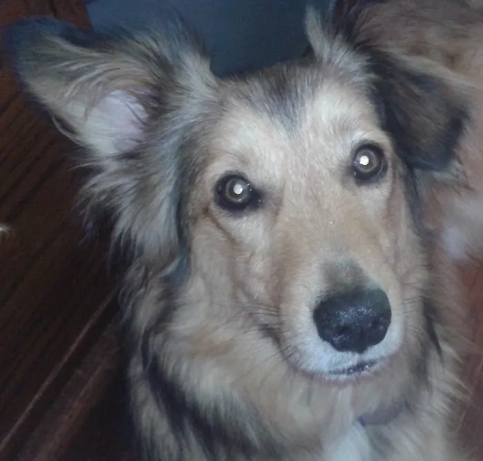 Mt Airy Veterinary Hospital 9