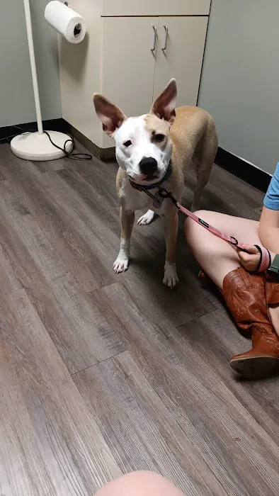 Animal Medical Services 9