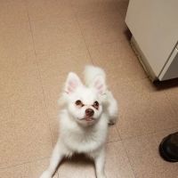 Animal Medical Services ico