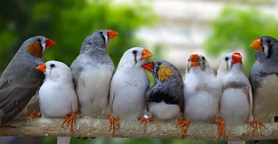Austin Urban Finches 12