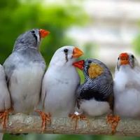Austin Urban Finches ico