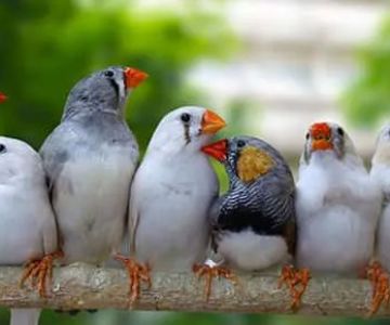 Austin Urban Finches
