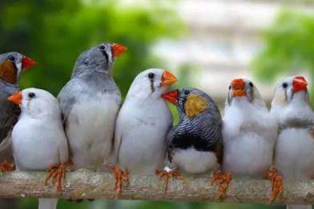 Austin Urban Finches