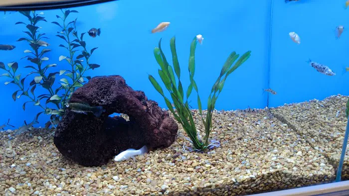 Petco 4