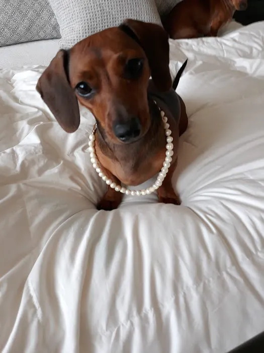 Petco 10
