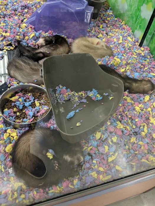 Petco 1