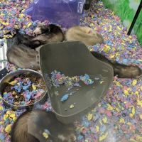 Petco ico