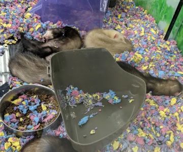 Petco