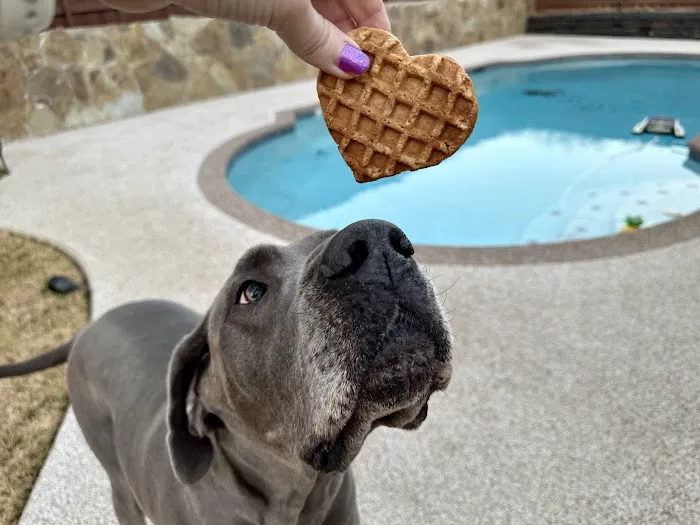 Pup Confections 6