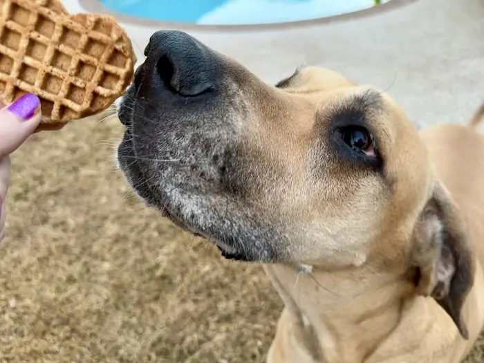 Pup Confections 1