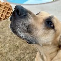 Pup Confections ico