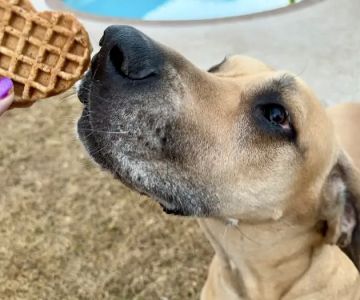 Pup Confections