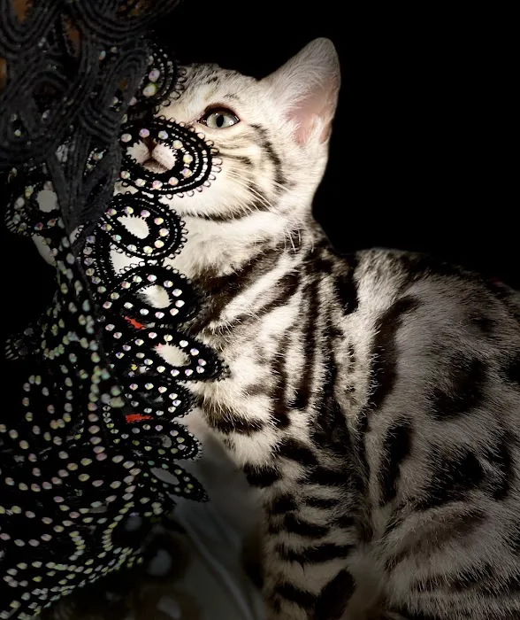 Purr Palz Bengals 7