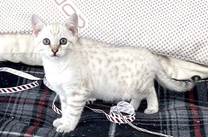 Purr Palz Bengals 2