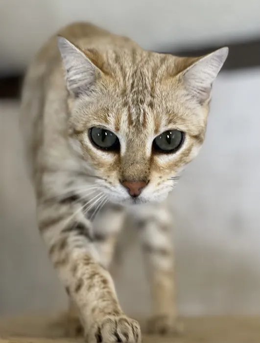 Purr Palz Bengals 5