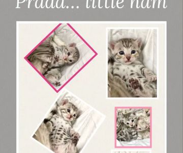 Purr Palz Bengals