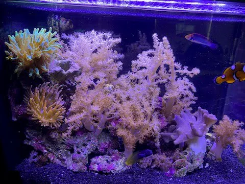 Fish Nerd Aquatics - Affordable Commercial and Residential Aquarium Design & Installation Services! Online Aquaria Products! 4