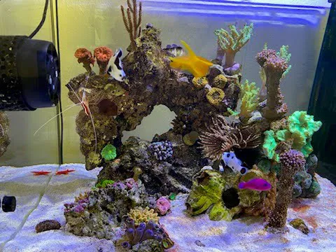 Fish Nerd Aquatics - Affordable Commercial and Residential Aquarium Design & Installation Services! Online Aquaria Products! 1