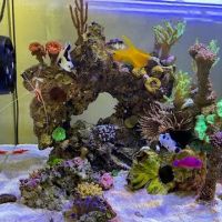 Fish Nerd Aquatics - Affordable Commercial and Residential Aquarium Design & Installation Services! Online Aquaria Products! ico