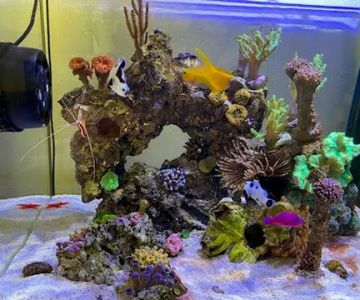 Fish Nerd Aquatics - Affordable Commercial and Residential Aquarium Design & Installation Services! Online Aquaria Products!
