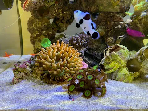 Fish Nerd Aquatics - Affordable Commercial and Residential Aquarium Design & Installation Services! Online Aquaria Products! 2